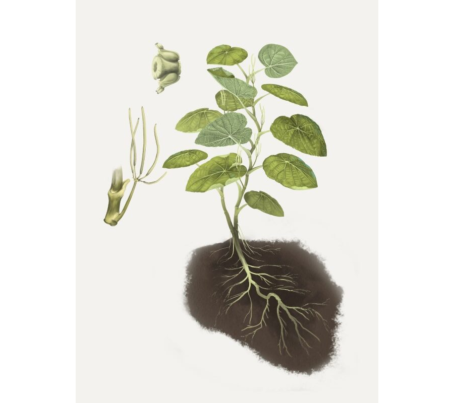 Propiedades curativas de la hierba de Santa María 2