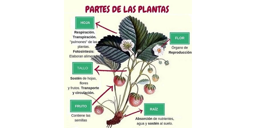 Características de la planta 1
