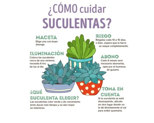 Cuidados y requerimientos básicos 3