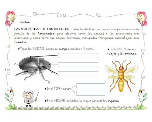 Fichas de escarabajos para estudiar 2