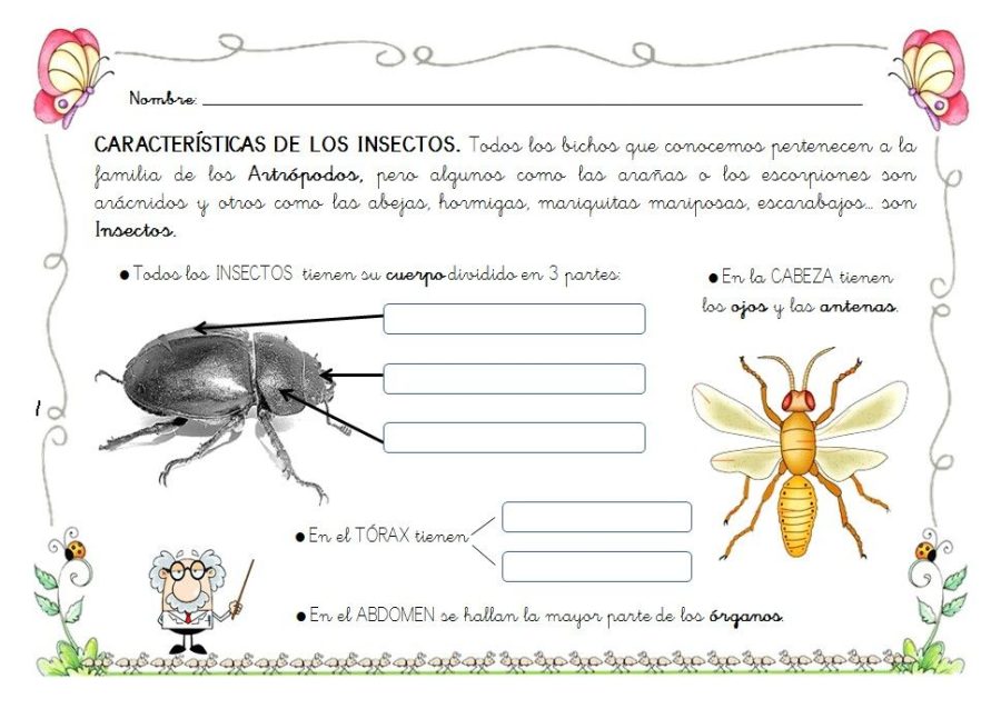 Fichas de escarabajos para estudiar 2