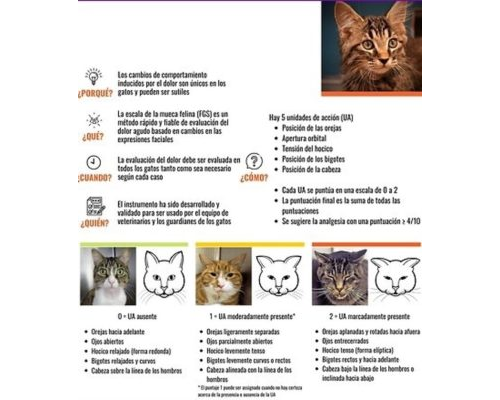 Fichas de gatos para escribir 1