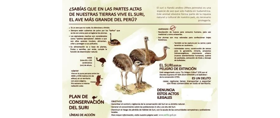 Fichas de avestruces para estudiar 1