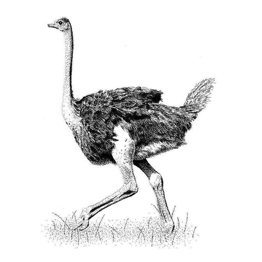 Fichas de avestruces para imprimir 2