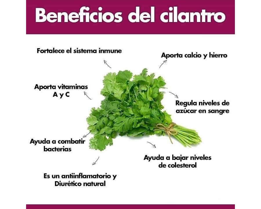 Cilantro propiedades medicinales y cuidados en el huerto 2