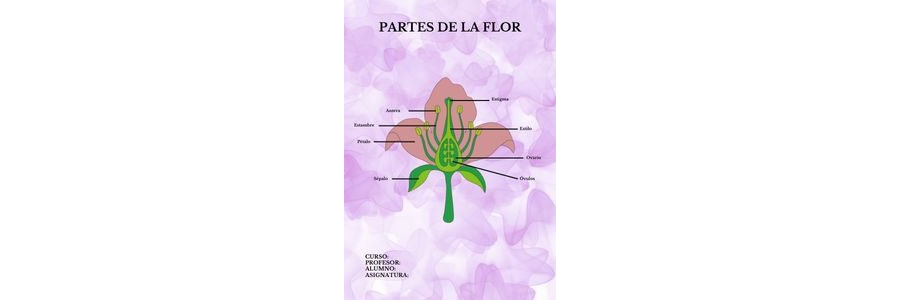 Fichas de color morado para estudiar 1