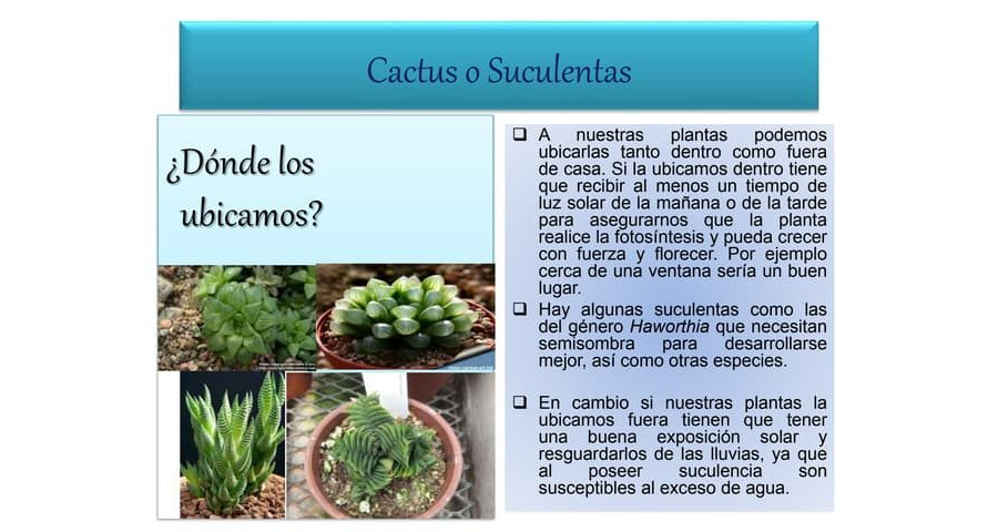 Cactus y suculentas 1