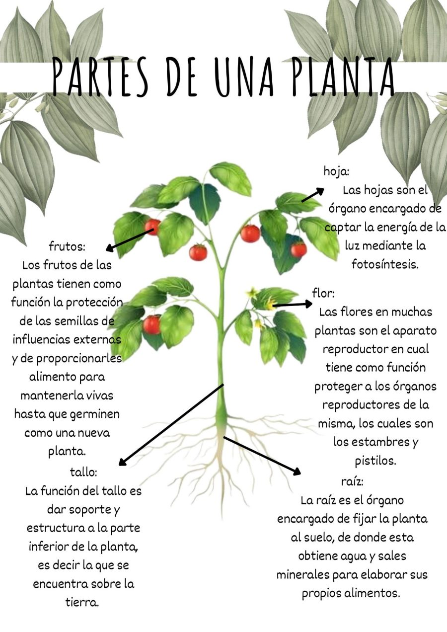 Características de la planta 3