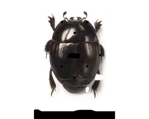Fichas de escarabajos para escribir 3