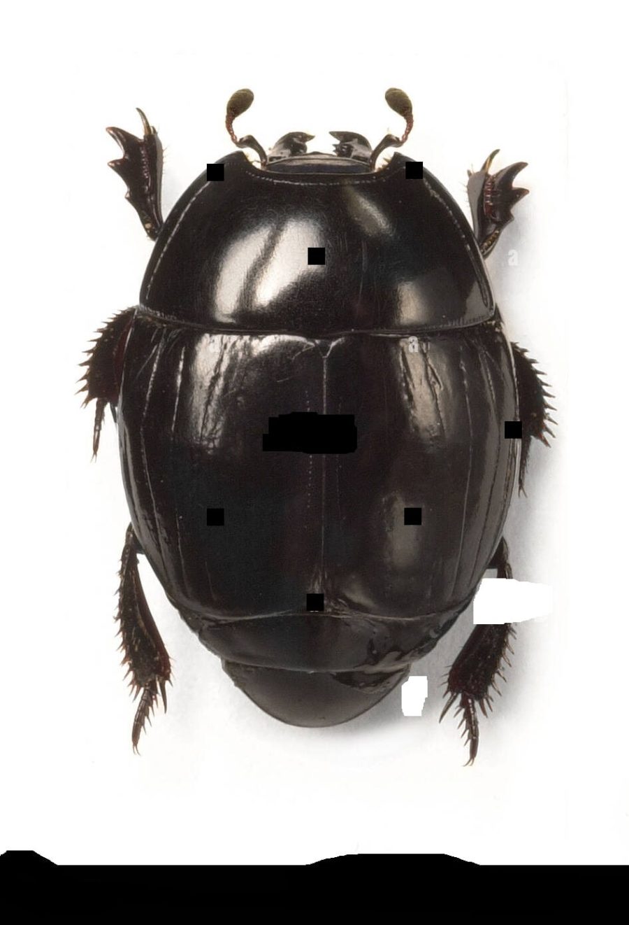 Fichas de escarabajos para escribir 3