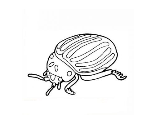 Fichas de escarabajos para colorear 2
