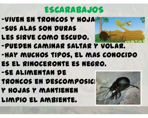 Fichas de escarabajos para estudiar 1