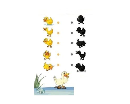 Fichas de patos para estudiar 1