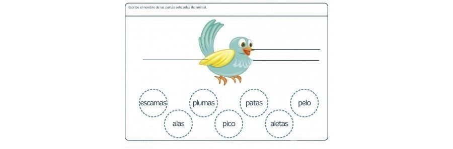 Fichas de pájaros para imprimir 1