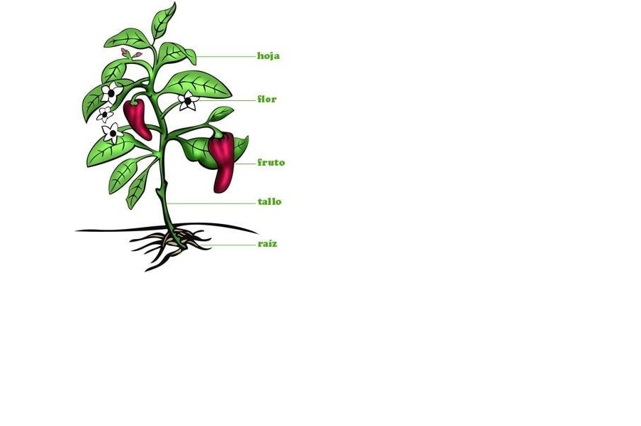 Actividades de la ficha de germinacion de una planta 1