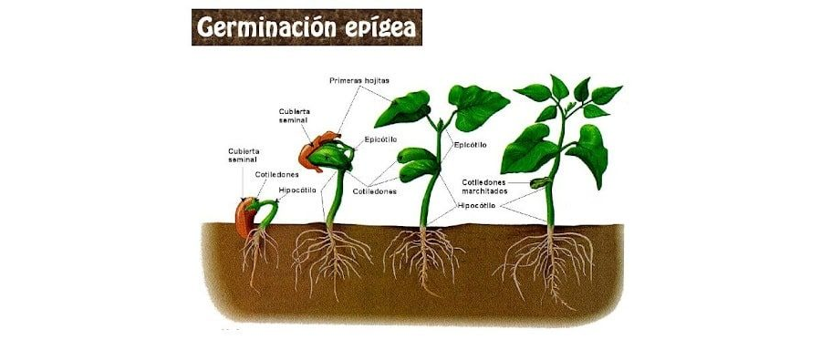 Actividades de la ficha de germinacion de una planta 3