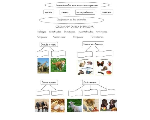 Fichas de Animales y su clasificación 3