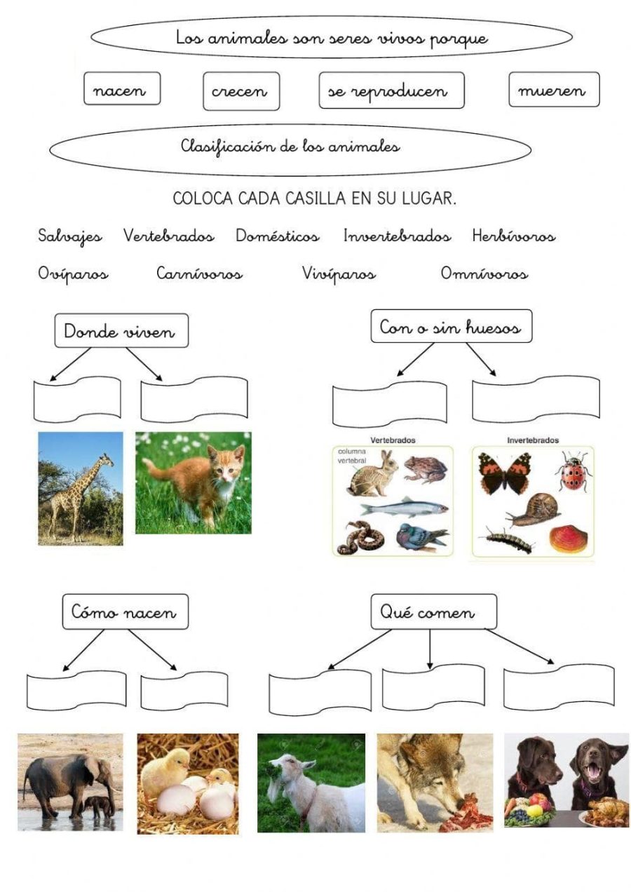 Fichas de Animales y su clasificación 3