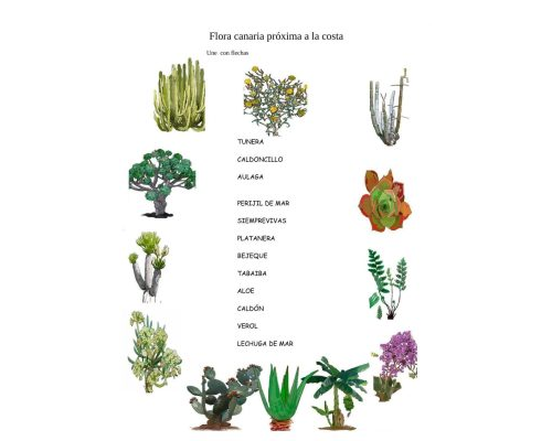 Fichas de plantas canarias
