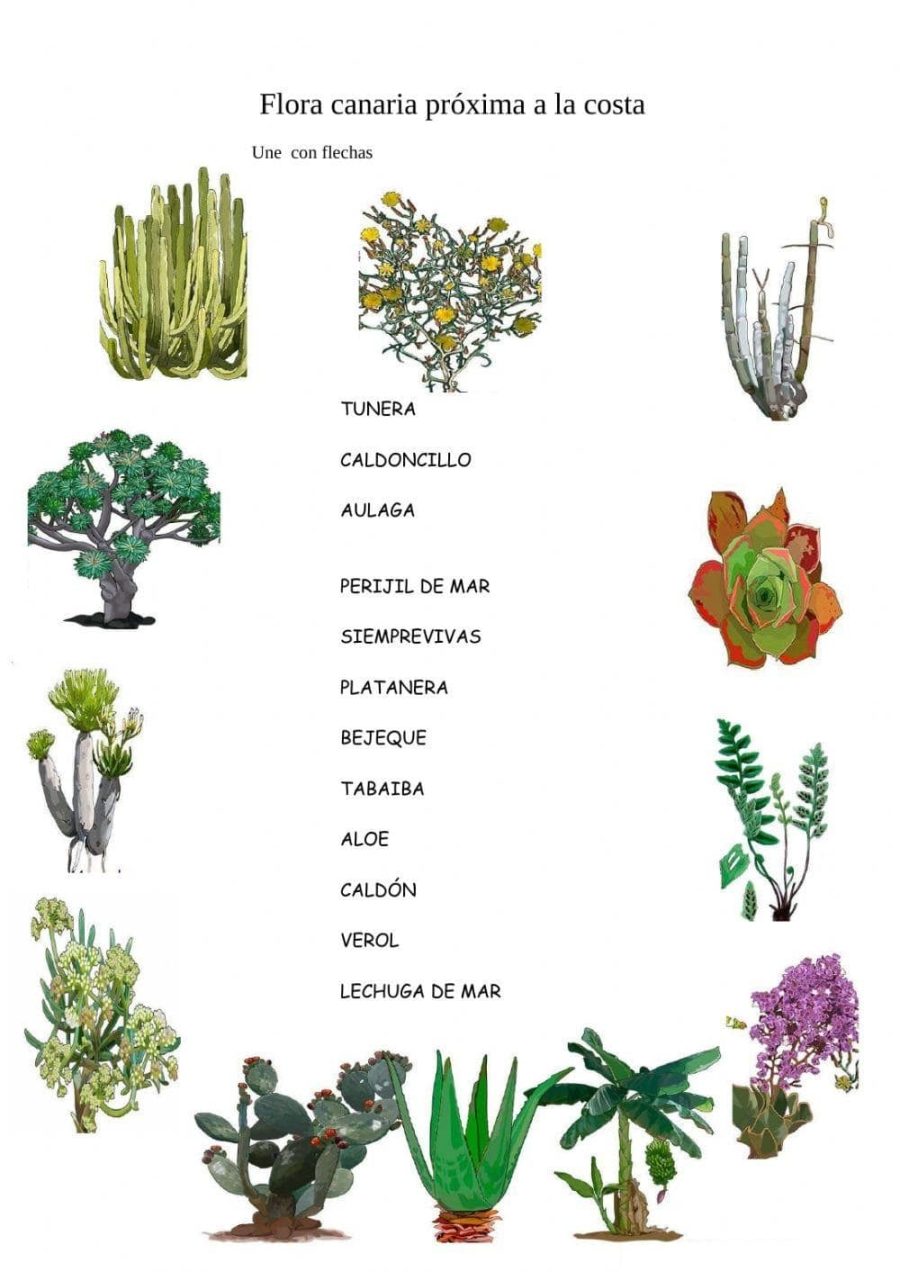 plantas canarias de floras endémicas 1