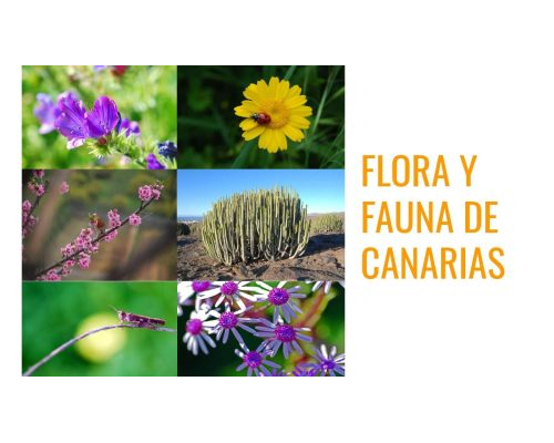 plantas canarias de floras endémicas 2