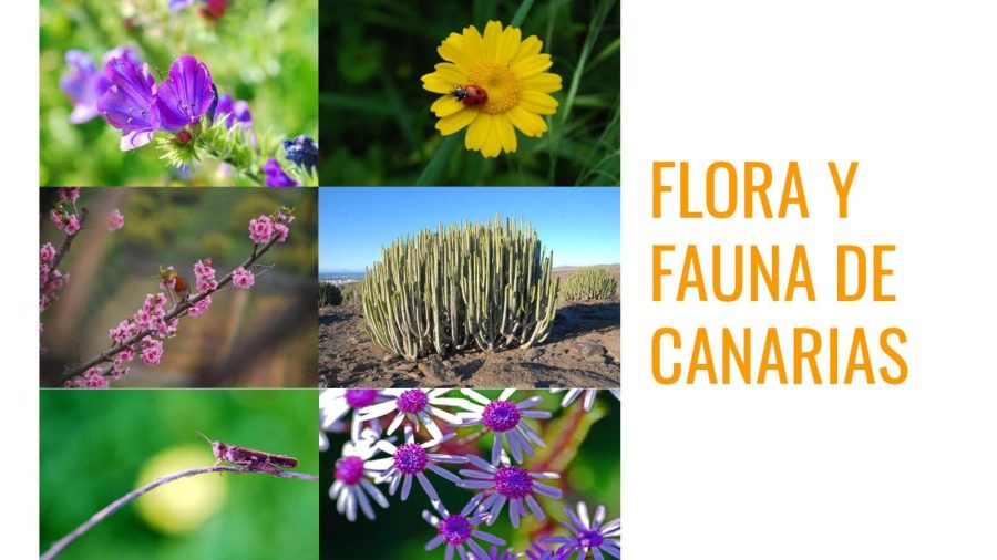 plantas canarias de floras endémicas 2