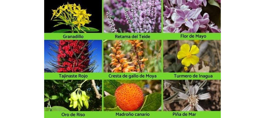 plantas canarias de floras endémicas 3