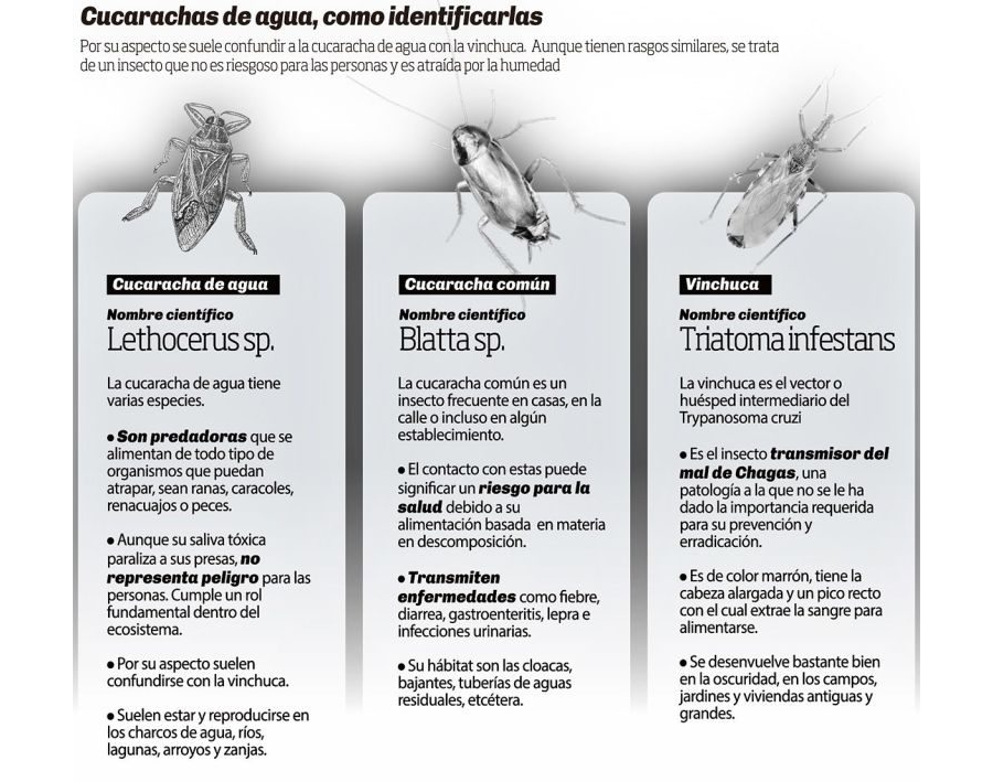 Fichas de cucarachas para estudiar 3